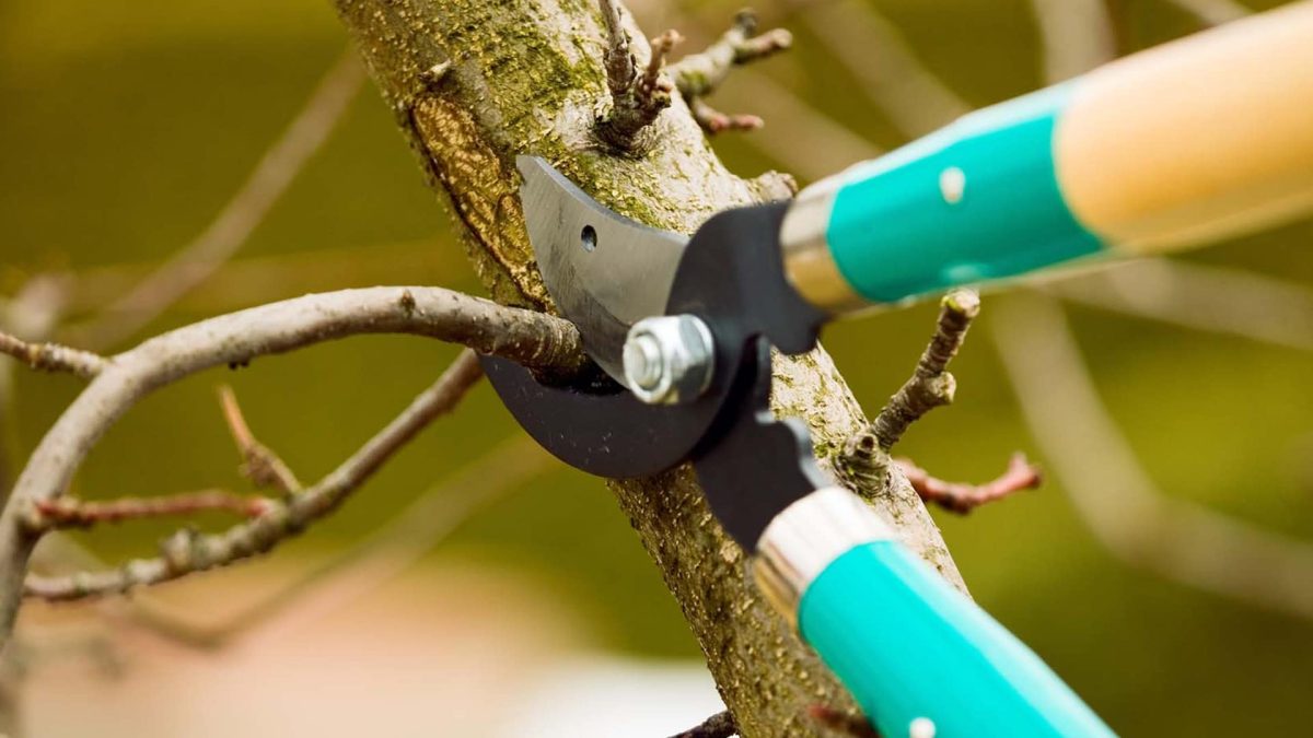 Tree Trimming services - Big Easy Tree Removal