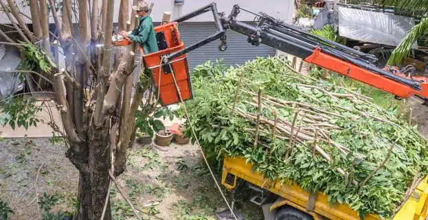 Tree Cutting - Big Easy Tree Removal