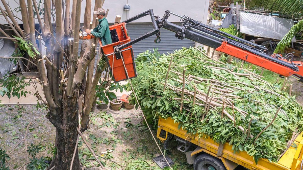 Tree Cutting - Big Easy Tree Removal