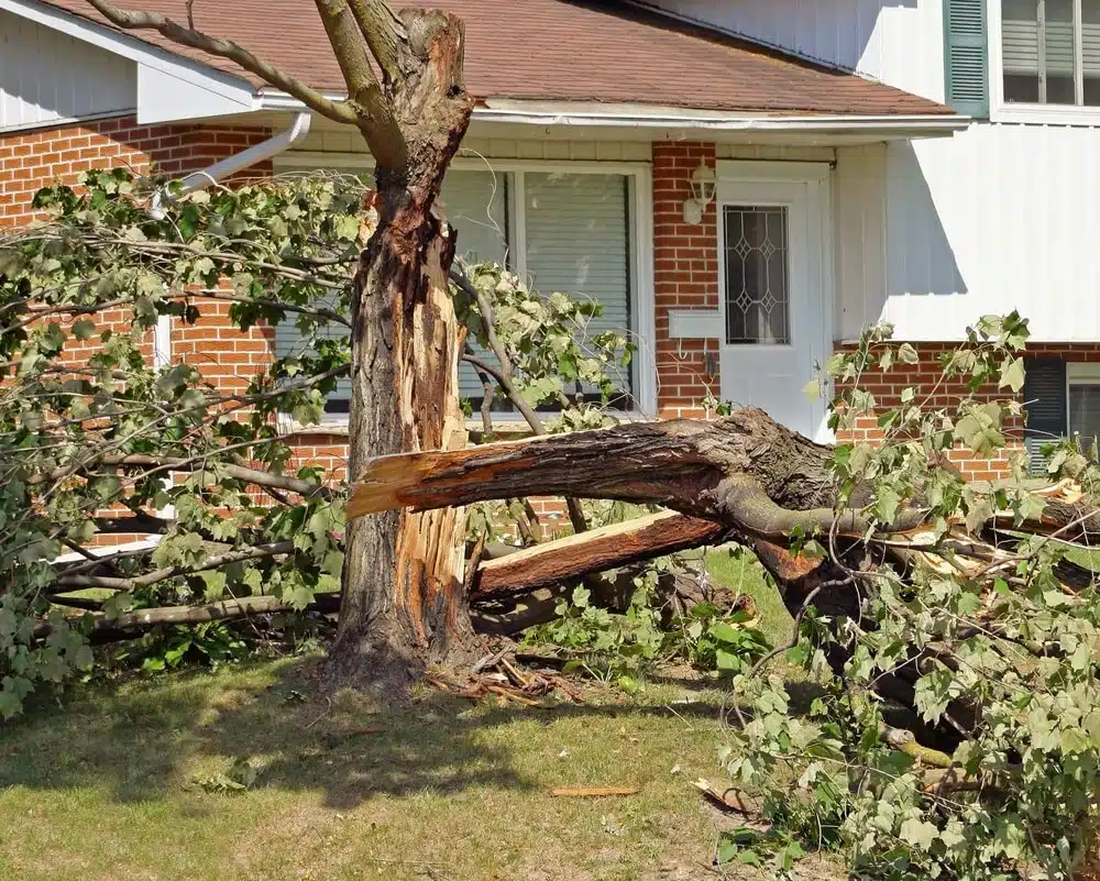 Big Easy Tree Removal: New Orleans Tree Service & Stump Grinding Company gallery 3