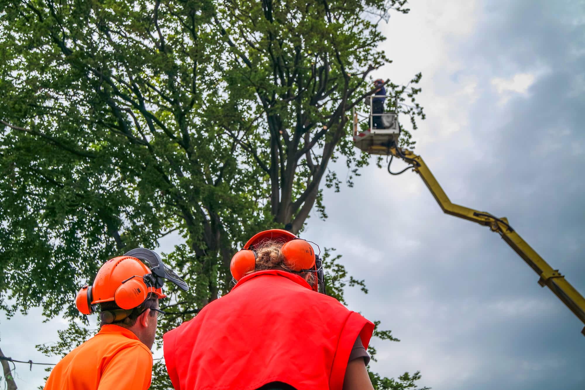 New Orleans Tree Support Systems Big Easy Tree Removal