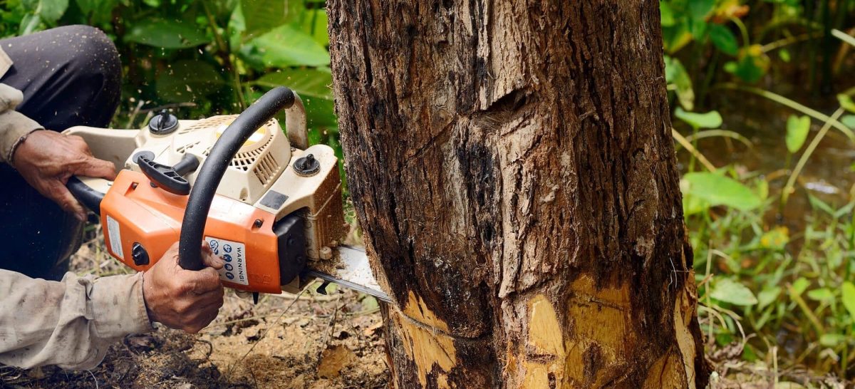 tree removal expensive - Big Easy Tree Removal