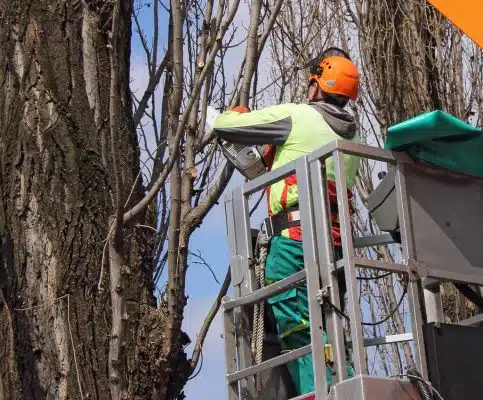 Tree Trimming - Big Easy Tree Removal