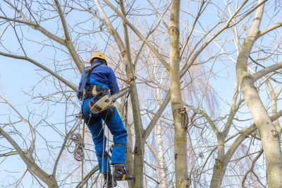 Man removing a Tree - Big Easy Tree Removal