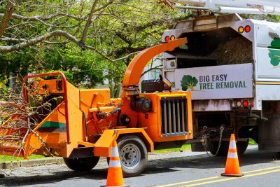 tree removal services